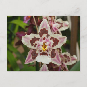 Cartão Postal Orquídea de Phalaenopse Multicolorida Incrível