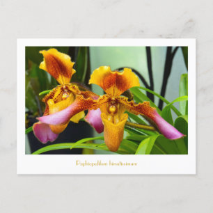 Cartão Postal Orquídea-de-relva Paphiopedilum hirsutissimio