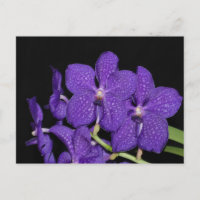 Orquídea de vanda púrpura