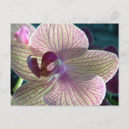 Cartão Postal Orquídea Del-Ray