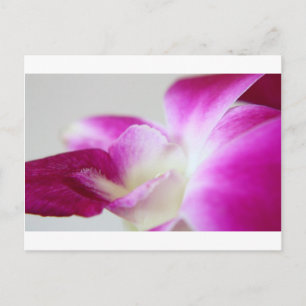 Cartão Postal Orquídea Dendrobium