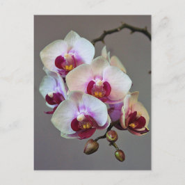 Cartão Postal Orquídea diminuta