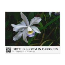 Orquídea em Flor na Escuridão