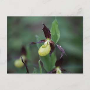 Cartão Postal Orquídea-escorrega-das-damas (Cypripedium calceolu