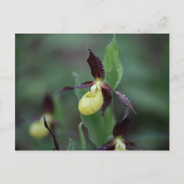 Cartão Postal Orquídea-escorrega-das-damas (Cypripedium calceolu (Frente)