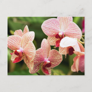 Cartão Postal Orquídea Híbrida Laranja, África do Sul