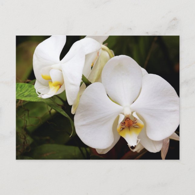 Cartão Postal Orquídea Lua Branca (Phalaenopsis Aphrodite) (Frente)