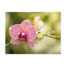 Orquídea manchada de rosa