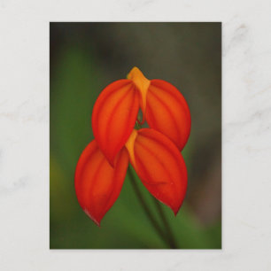 Cartão Postal Orquídea Masdevallia ignea