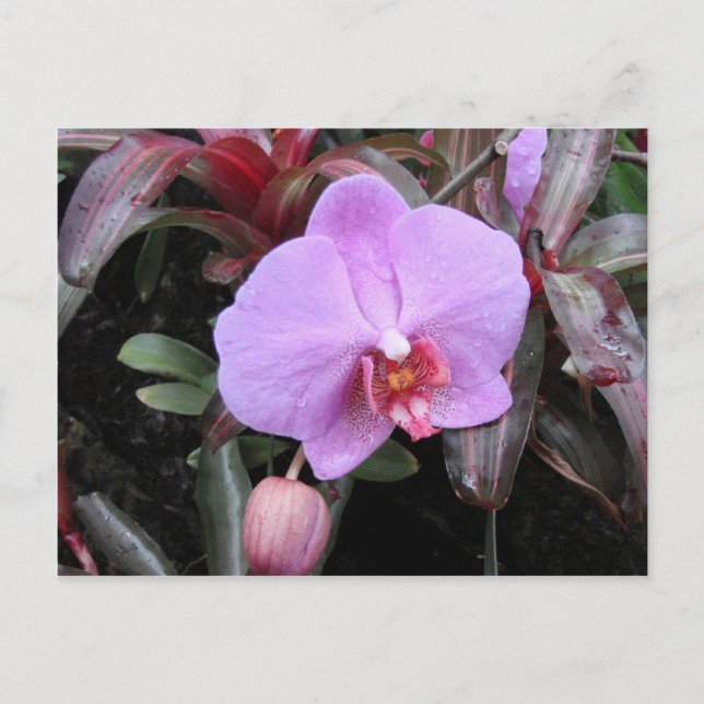 Cartão Postal Orquídea no Jardim (Frente)