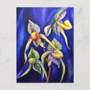 Cartão Postal Orquídea - O Paphiopedilum, o Slipper da Senhora