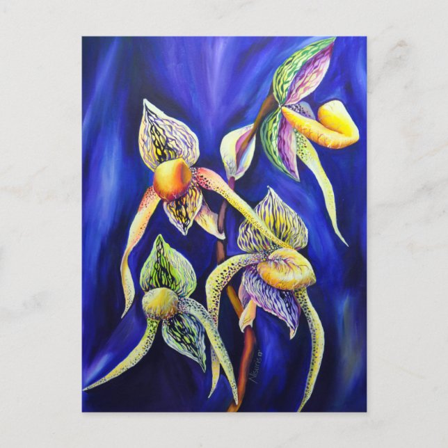 Cartão Postal Orquídea Paphiopedilum Slipper de Senhora (Frente)