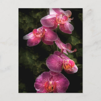 Cartão Postal Orquídea - Phalaenopsis - O Cluster