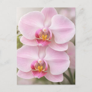 Cartão Postal Orquídea Phalaenopsis Rosa Suave