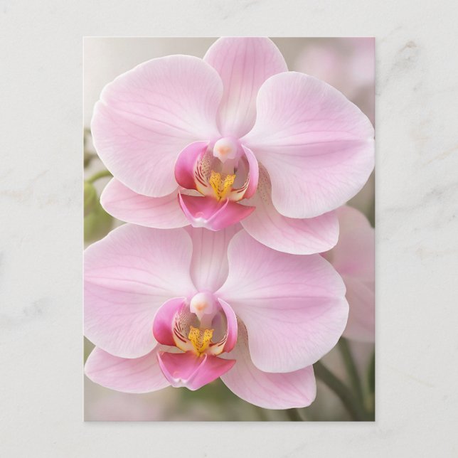 Cartão Postal Orquídea Phalaenopsis Rosa Suave (Frente)