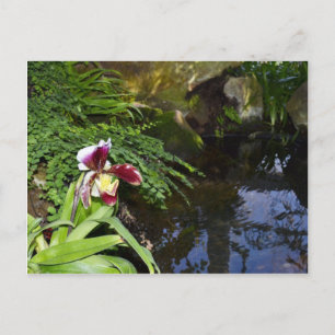 Cartão Postal Orquídea por Água