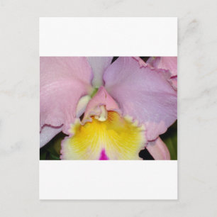 Cartão Postal Orquídea primavera