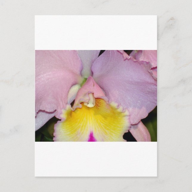Cartão Postal Orquídea primavera (Frente)