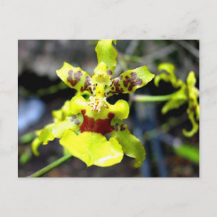 Cartão Postal Orquídea, Rio Pastaza, Amazônia equatoriana