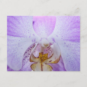 Cartão Postal Orquídea Rosa