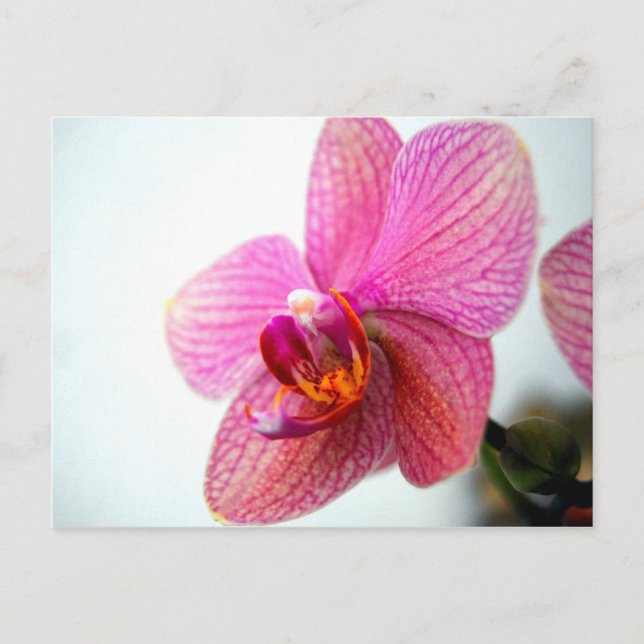 Cartão Postal Orquídea Rosa (Frente)