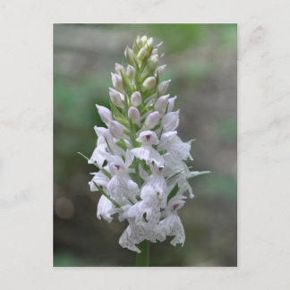 Cartão Postal Orquídea rosa selvagem