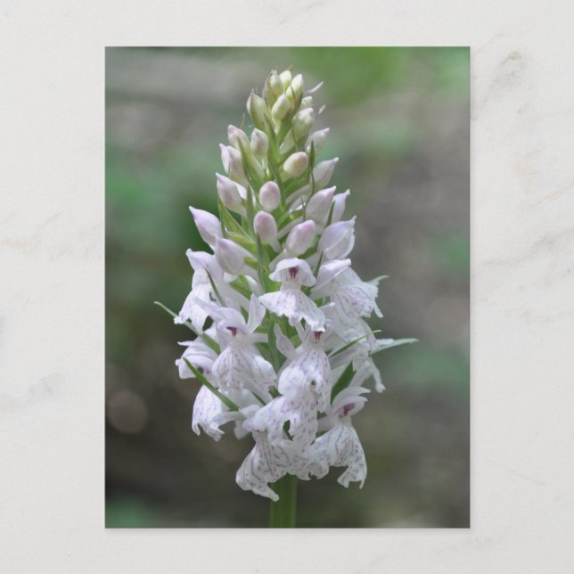 Cartão Postal Orquídea rosa selvagem (Frente)