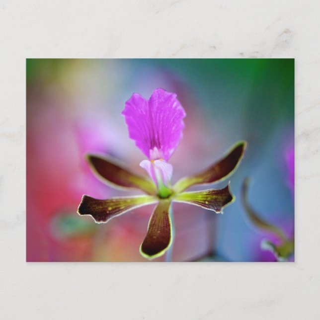 Cartão Postal Orquídea Roxa (Frente)