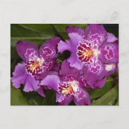 Cartão Postal Orquídea Roxa