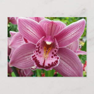 Cartão Postal Orquídea Roxa Elegante Floral