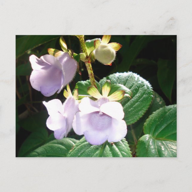 Cartão Postal Orquídea Roxo de Fiji (Frente)