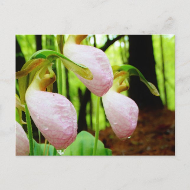 Cartão Postal Orquídea silvestre de Lady Slipper Rosa (Frente)