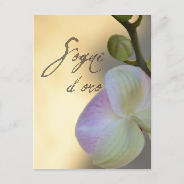 Cartão Postal Orquídea Sogni D'oro (Frente)
