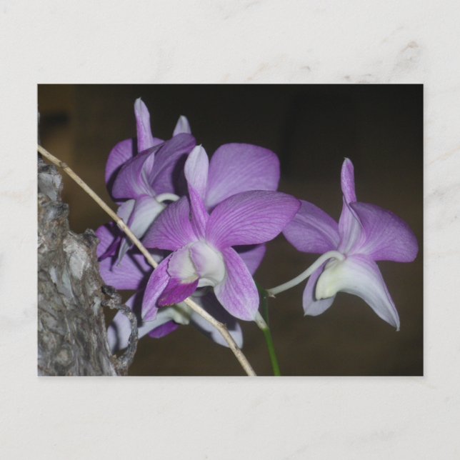 Cartão Postal Orquídea Tailandesa (Frente)
