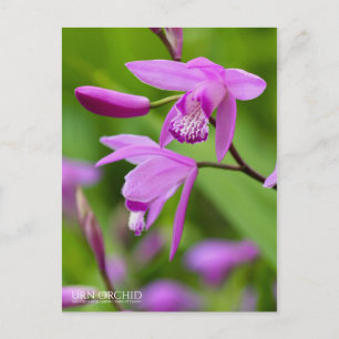 Cartão Postal Orquídea Urn [Cartão Postal]