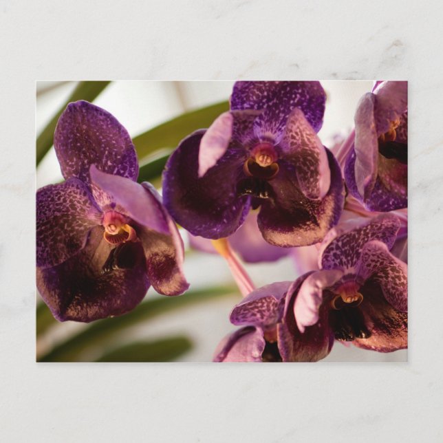 Cartão Postal Orquídea Vanda Grupo Flor de Cera Pure's (Frente)