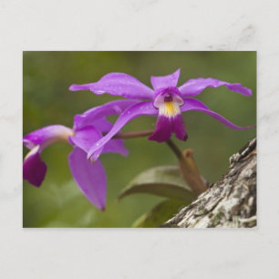 Cartão Postal Orquídea Violeta Cattleya (Cattleya violacea)