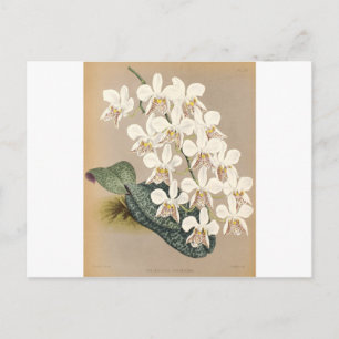 Cartão Postal Orquídeas