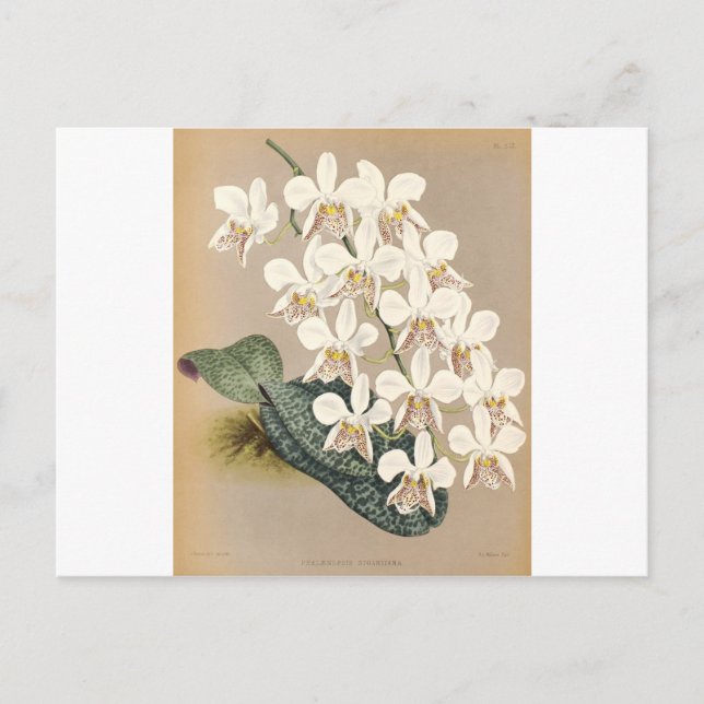 Cartão Postal Orquídeas (Frente)