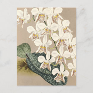 Cartão Postal Orquídeas