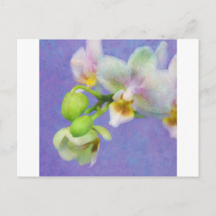 Cartão Postal Orquídeas