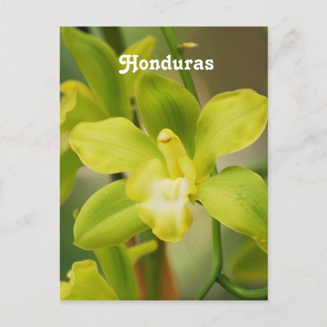 Cartão Postal Orquídeas (Frente)