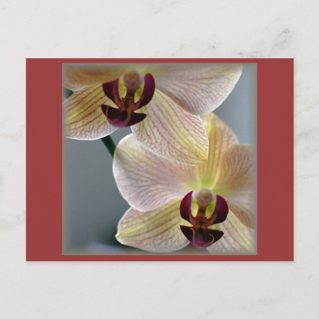 Cartão Postal Orquídeas (Frente)