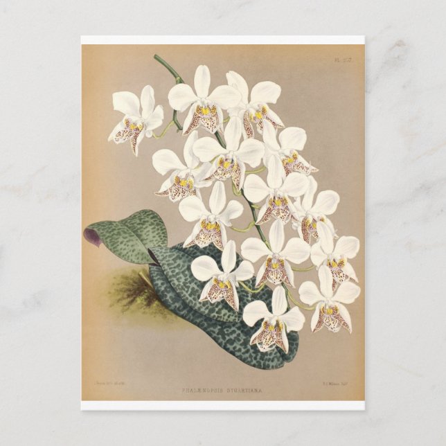 Cartão Postal Orquídeas (Frente)