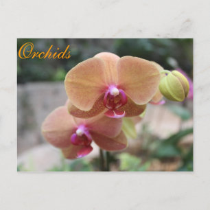 Cartão Postal Orquídeas # 10