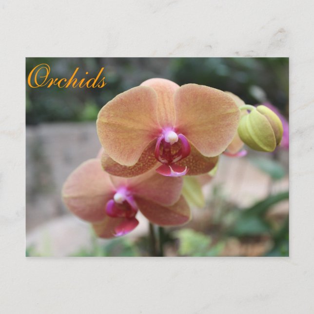Cartão Postal Orquídeas # 10 (Frente)