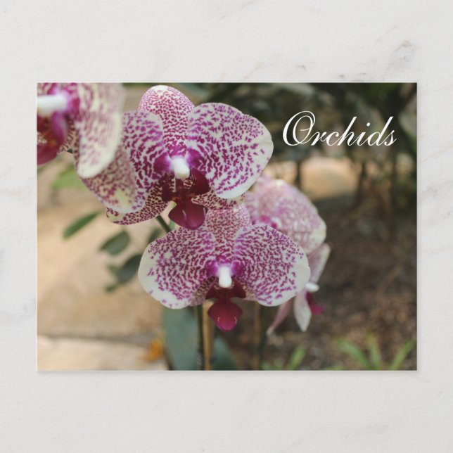 Cartão Postal Orquídeas # 2 (Frente)
