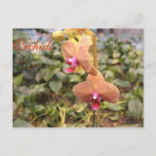 Cartão Postal Orquídeas # 4