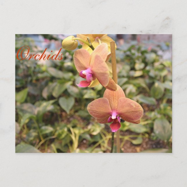 Cartão Postal Orquídeas # 4 (Frente)