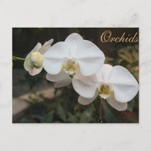 Cartão Postal Orquídeas # 5